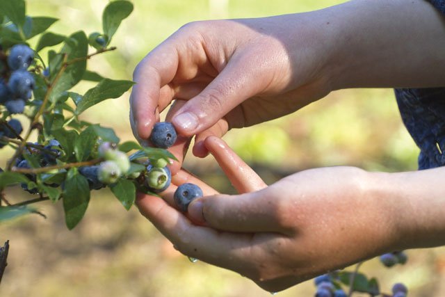 Hand Harvesting Blueberries