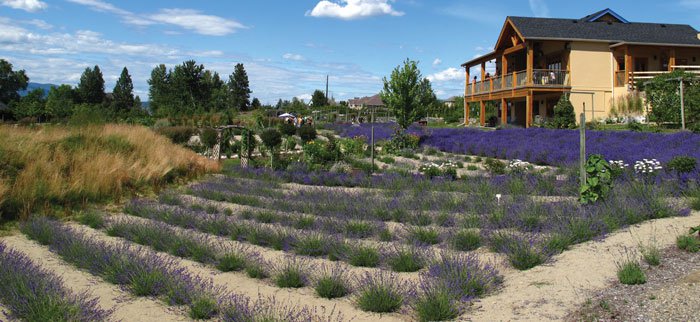 Okanagan Lavender Farm