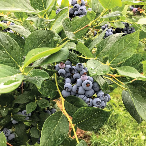 BC Blueberries