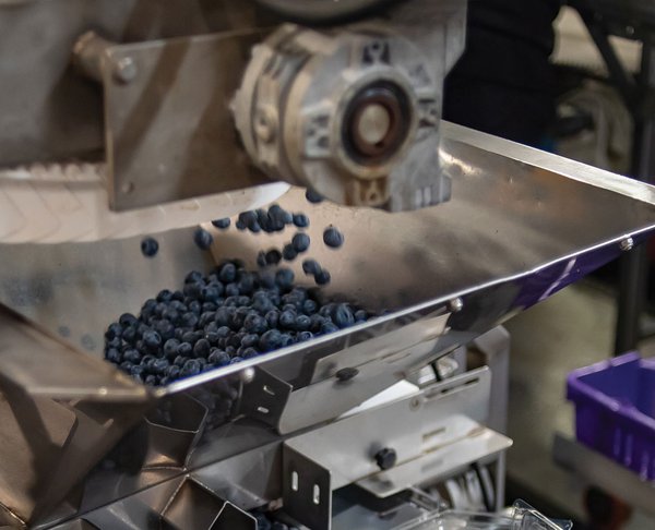 Blueberry Packing