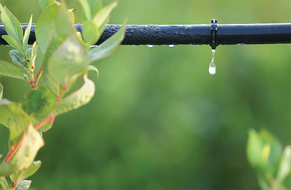 Drip Irrigation