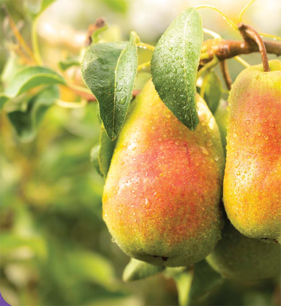 Happi Pears